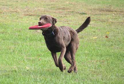 Maggie with Frisbee