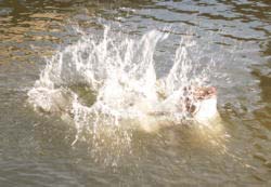 Maggie Splashing